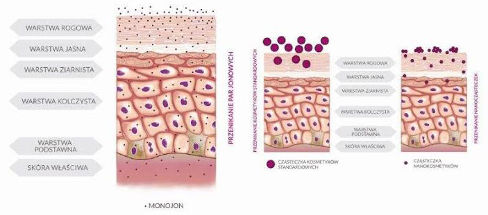 przenikanie cząsteczek monojonowych przez skórę